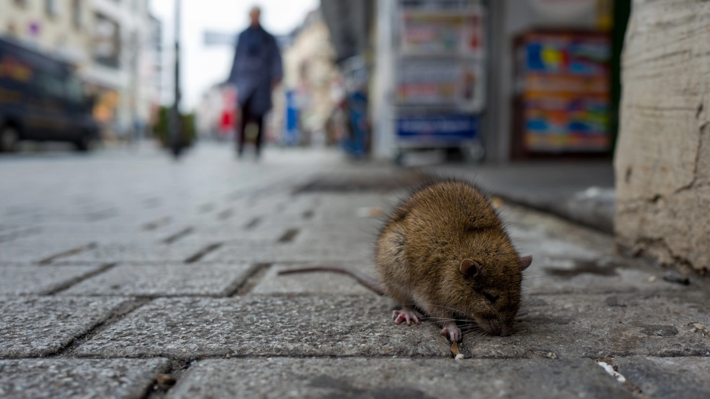 Eine Ratte läuft auf einer gepflasterten Straße