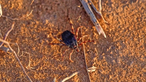 Eine Hyalomma-Zecke läuft über einen hellbraunen Sandboden.