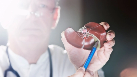 Krebs der Gallenblase und der Gallengänge: Ein Arzt hält in seiner linken Hand das Modell einer Leber mit Gallenblase. In der rechten Hand hält er einen Kugelschreiber, mit dem er auf die Gallenblase zeigt.