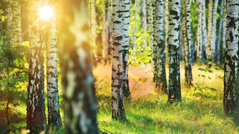 Ein Birkenwald.