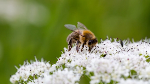 Eine Biene sitzt auf einer weißen Blüte.