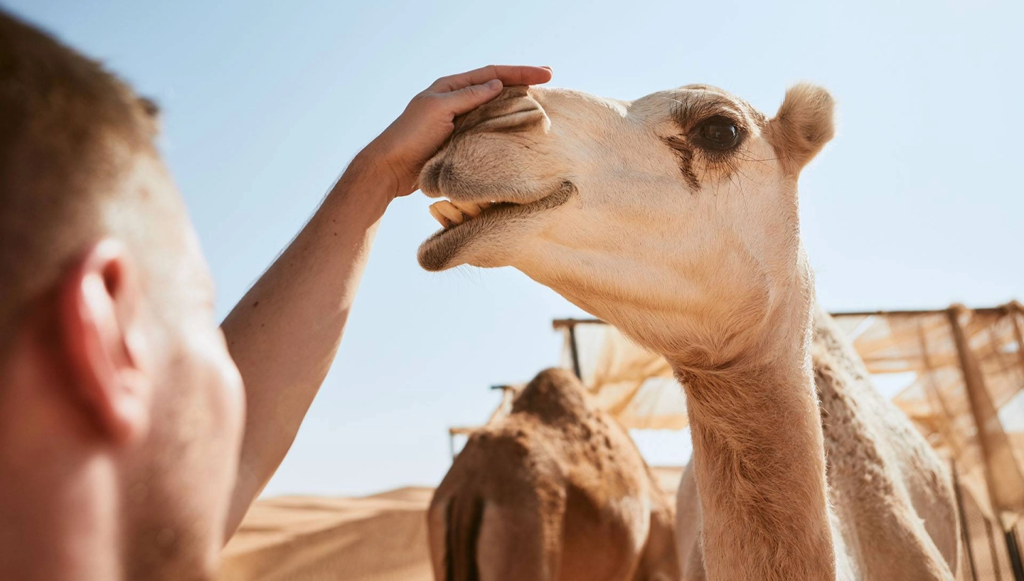 Мужчина гладит одногорбого верблюда по голове.