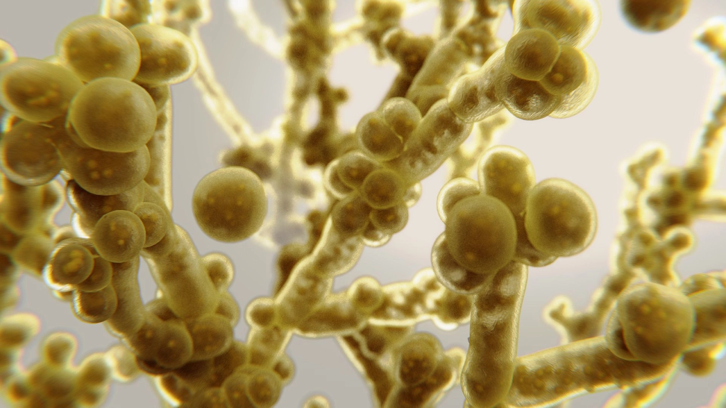 Грибковые инфекции полости рта вызываются дрожжевыми грибками, а именно дрожжевыми грибами рода Candida.