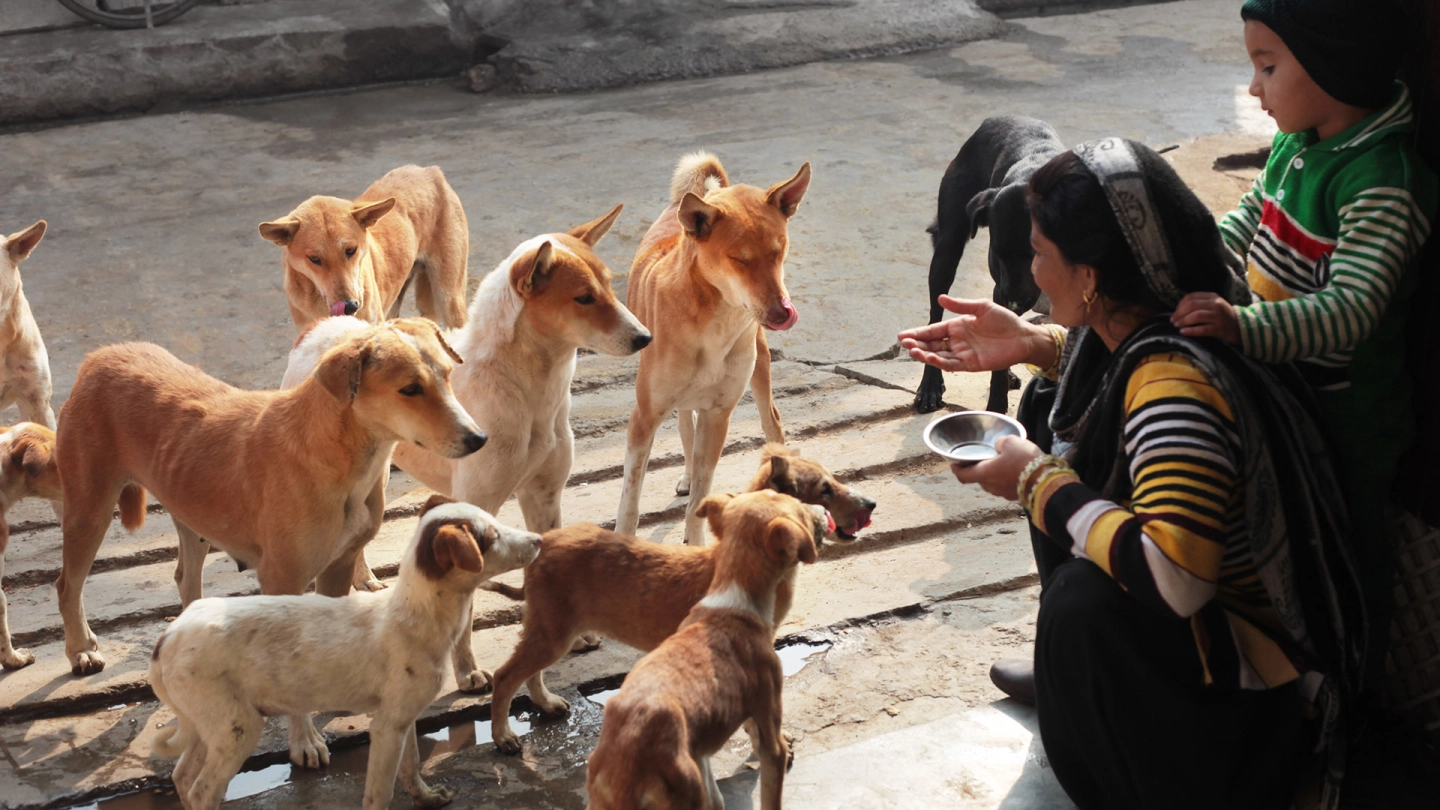 Уличная сцена в Южной Америке: люди кормят бродячих собак.