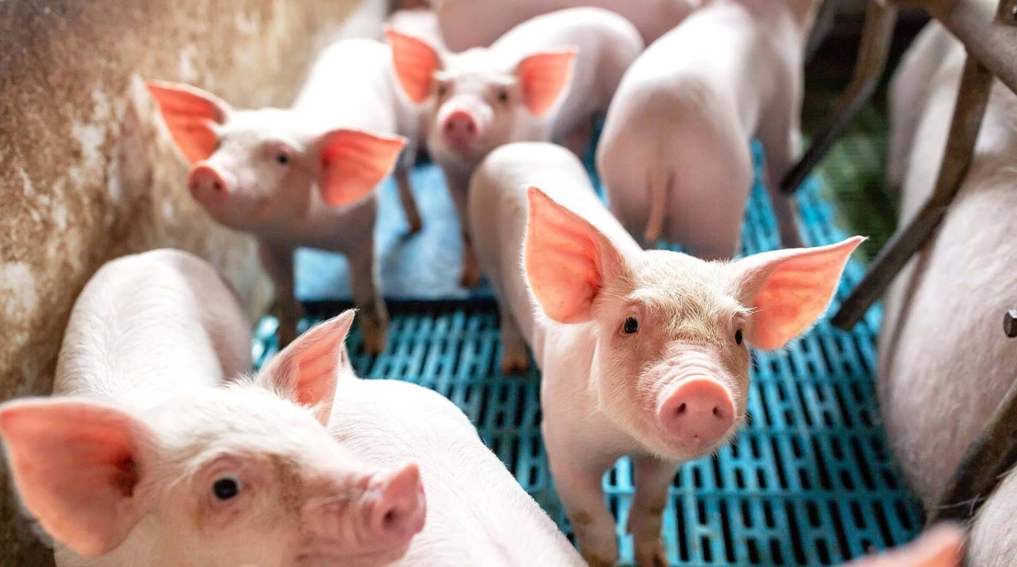 Ferkel in Massentierhaltung